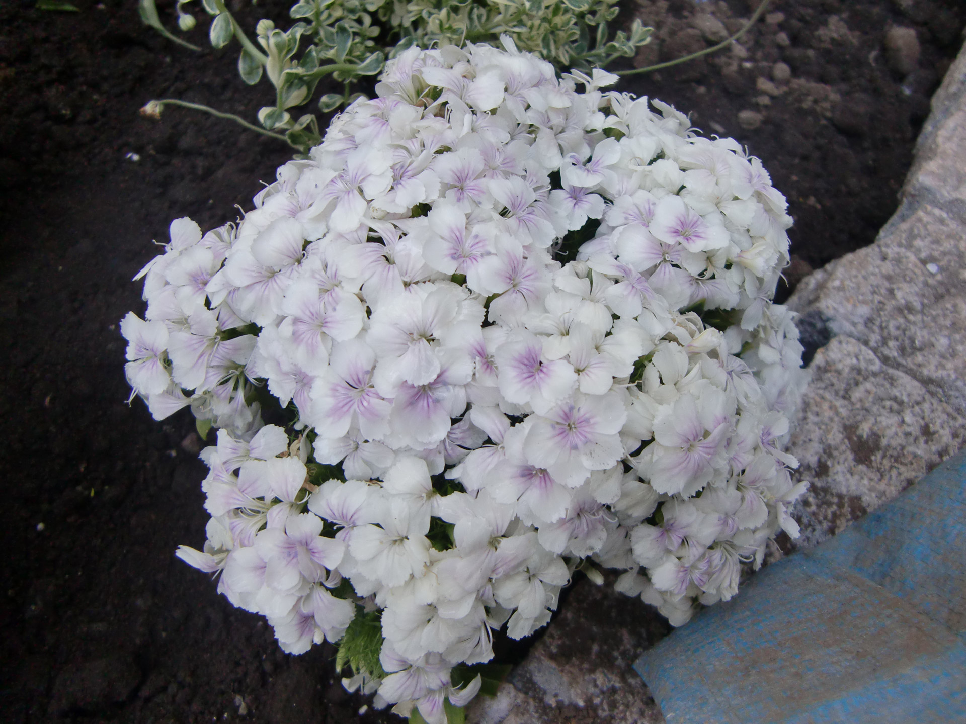 Some white flowers (Dianthus?).