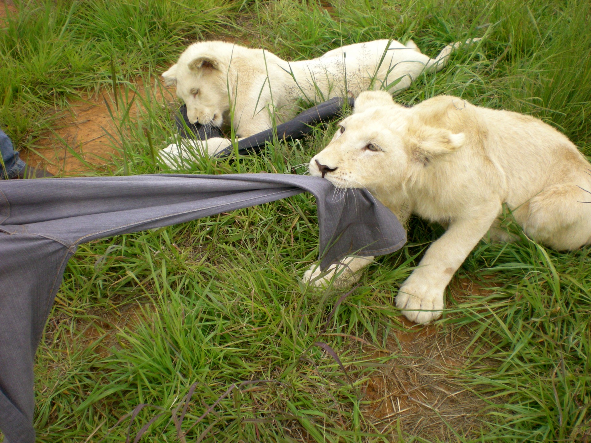 Two white lion cubs pulling on a pair of jeans