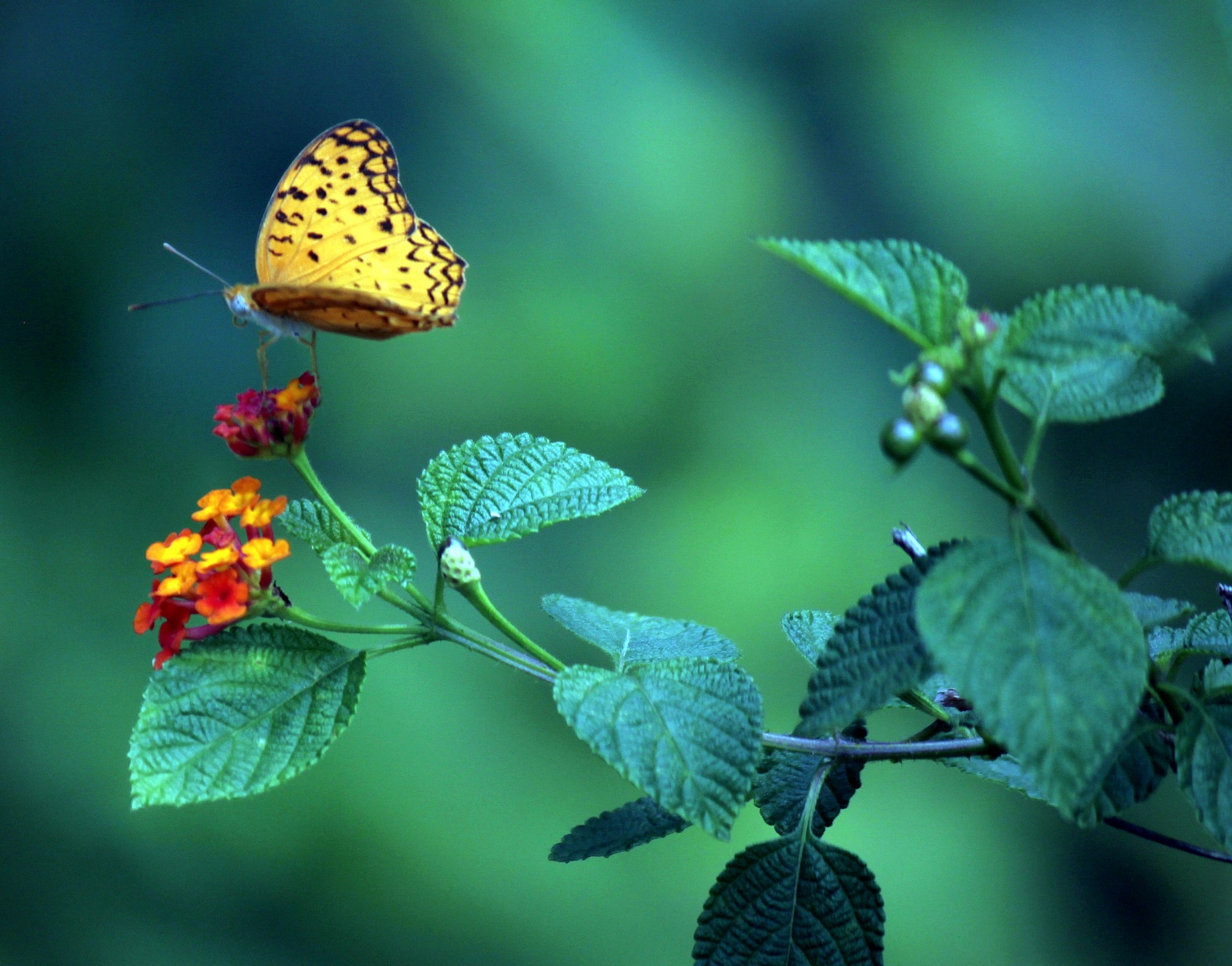 Papillon jaune sur la fleur