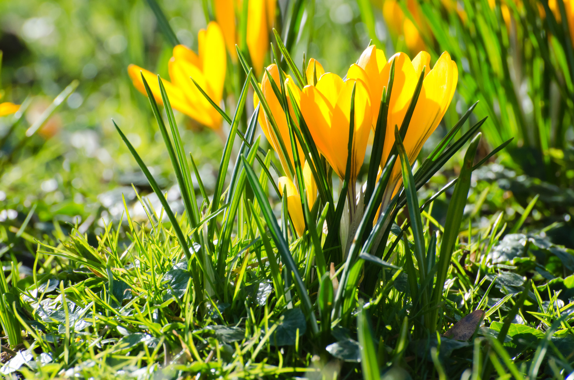 Yellow Spring Flowers