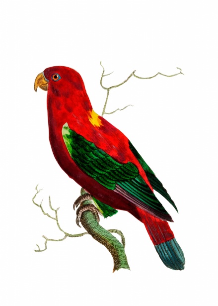 Parrot bird icon. Vector drawing Stock Vector by ©Marinka 278787162
