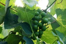 A Bunch Of Immature Green Grapes