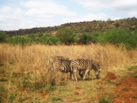 A Few Zebra Grazing In Long Grass