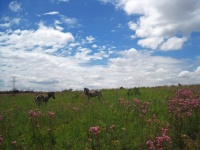 A Few Zebra On A Grassland