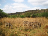 A Group Of Zebra In Long Grass