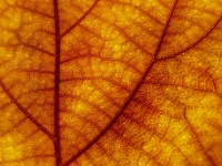 Veins Abstract Background Texture