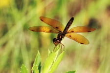 Amberwing Dragonfly Close-up