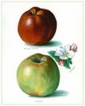 Apple Blossom Vintage Art
