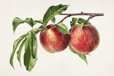 Apple Fruits Vintage Art
