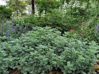 Artemisia Plant In Park