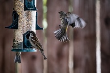 Backyard Finch In Flight
