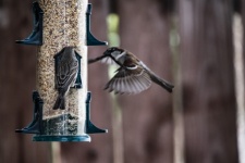 Backyard Sparrow In Flight