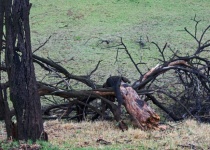 Bark Casing Remnant Of Fallen Tree
