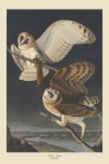 Barn Owl Antique Art