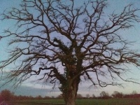 Tree Oak Landscape Nature