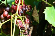 Bees Feeding On A Bunch Of Grapes