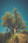 Big Olive Tree