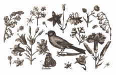 Bird Flowers Vintage Drawing
