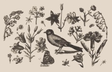 Bird Flowers Vintage Drawing