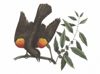 Bird Starling Vintage Art