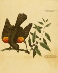 Bird Starling Vintage Art