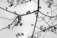 Black And White Leaves In Branches