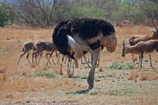 Black And White Male Ostrich