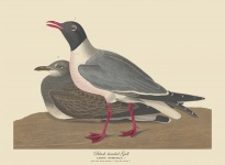 Black-headed Gull Antique Art