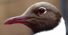 Black Headed Gull Up Close