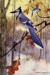 Blue Jay Vintage Bird Illustration
