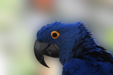 Blue Macaw Profile Portrait