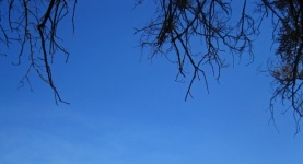 Blue Sky With Silhouette Of Twigs