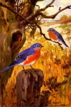 Bluebird Vintage Illustration