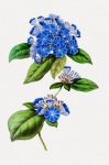 Flower Blue Vintage Art