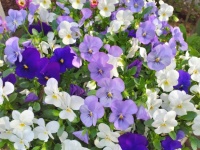 Flowers Violets Pansy