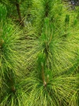 Bright Green Needles In Clusters