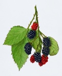 Blackberry Fruit Vintage Art