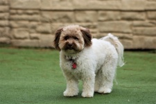 Brown And White Pomapoo Dog