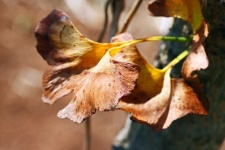 Brown And Yellow Ginkgo Biloba Leaf