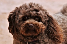 Brown Pomapoo Dog Close-up Portrait