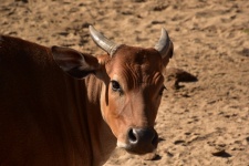Brown Short Horned Banteng Cattle