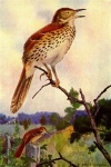 Brown Thrasher Bird Illustration