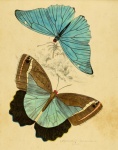 Butterflies On Antique Paper