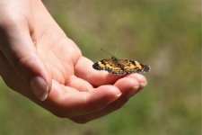 Butterfly On Child&039;s Hand