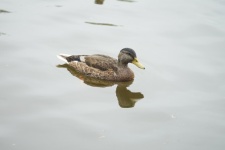 Lonely Duck
