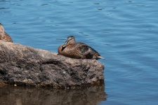 Duck On A Rock