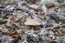 Porcini Emerging From The Leaves