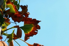 Changing Ginkgo Biloba Leaves