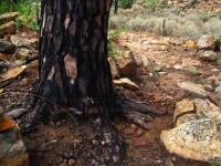 Charred Bark On The Base Of A Pine