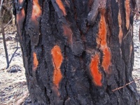 Charring On Bark Of Pine After Fire